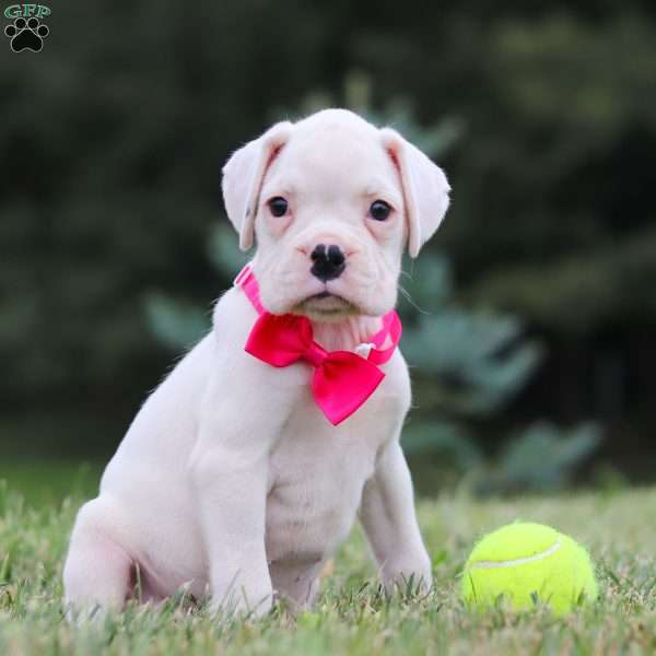 Margot, Boxer Puppy